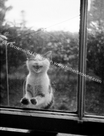 CAT AT WINDOW